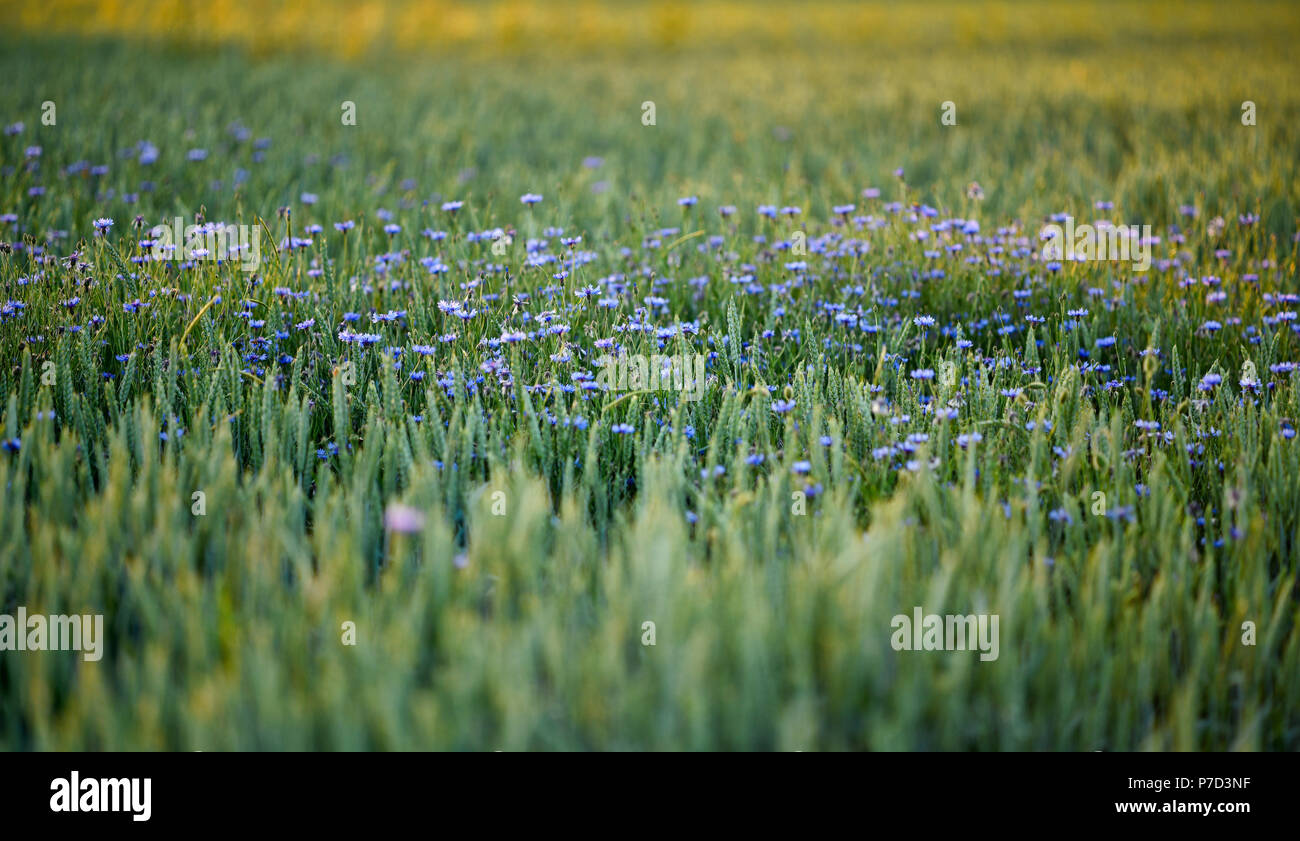 Bleuet (Centaurea cyanus) dans Weizenfeld, Allemagne Banque D'Images
