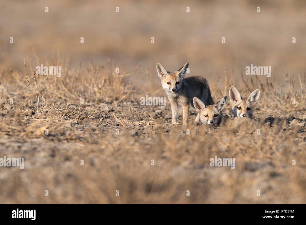 L'image de renard du désert ou white-footed fox (Vulpes vulpes pusilla) petits à Kutch, Gujurat, Inde Banque D'Images