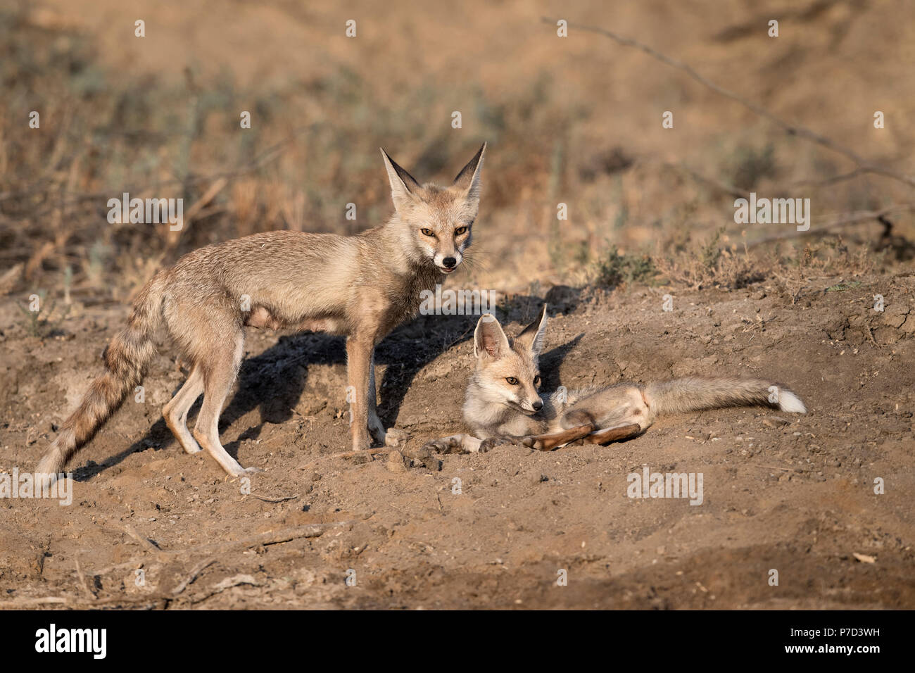 L'image de renard du désert ou white-footed fox (Vulpes vulpes pusilla) mère et pup à Kutch, Gujurat, Inde Banque D'Images