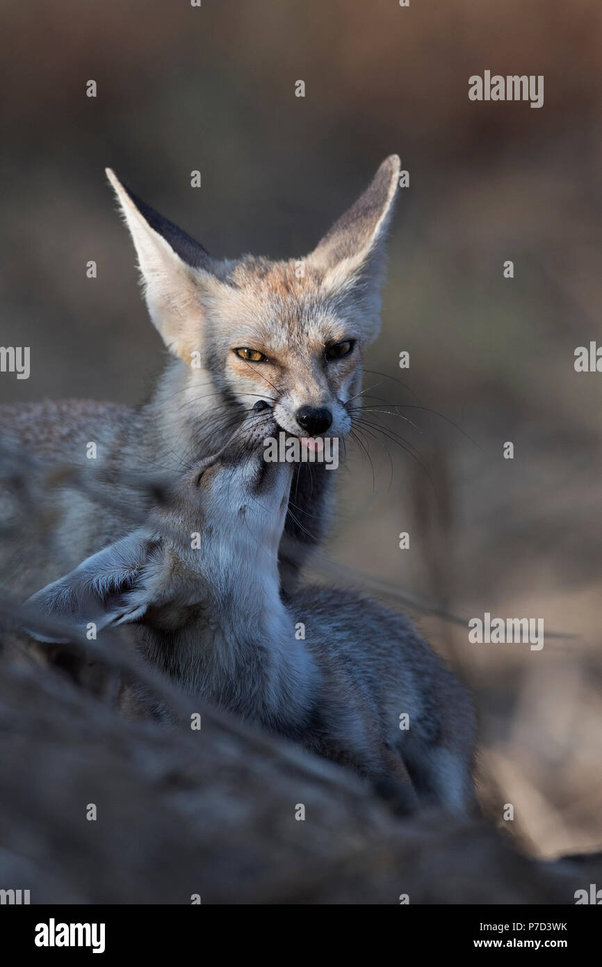 L'image de renard du désert ou white-footed fox (Vulpes vulpes pusilla) mère et pup à Kutch, Gujurat, Inde Banque D'Images