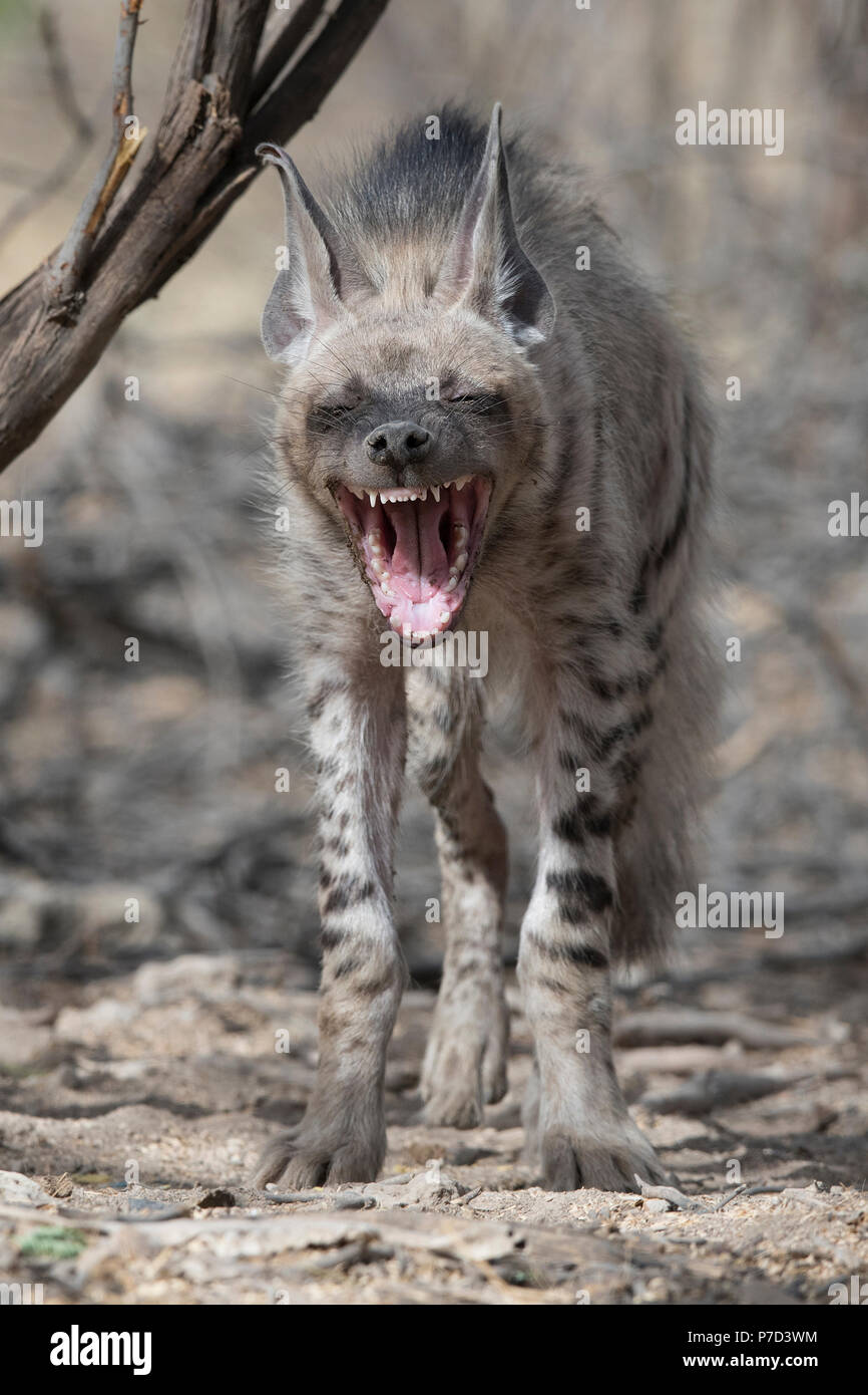 L'image de l'hyène rayée (Hyaena hyaena) dans la région de Kutch, Gujurat, Inde Banque D'Images