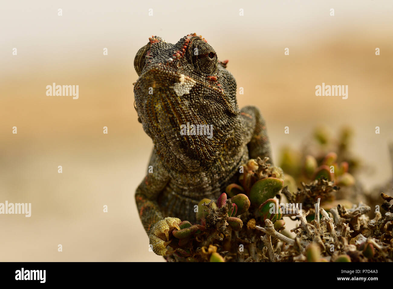 Caméléon Namaqua (Chamaeleo namaquensis), animal portrait, Désert du Namib dans la région de Swakopmund, Namibie Banque D'Images