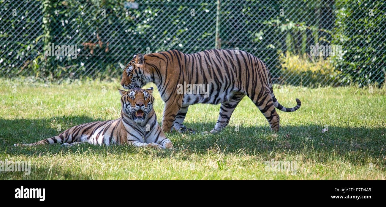 Couple de tigres, l'un est assis sur l'herbe, l'autre marche. Banque D'Images