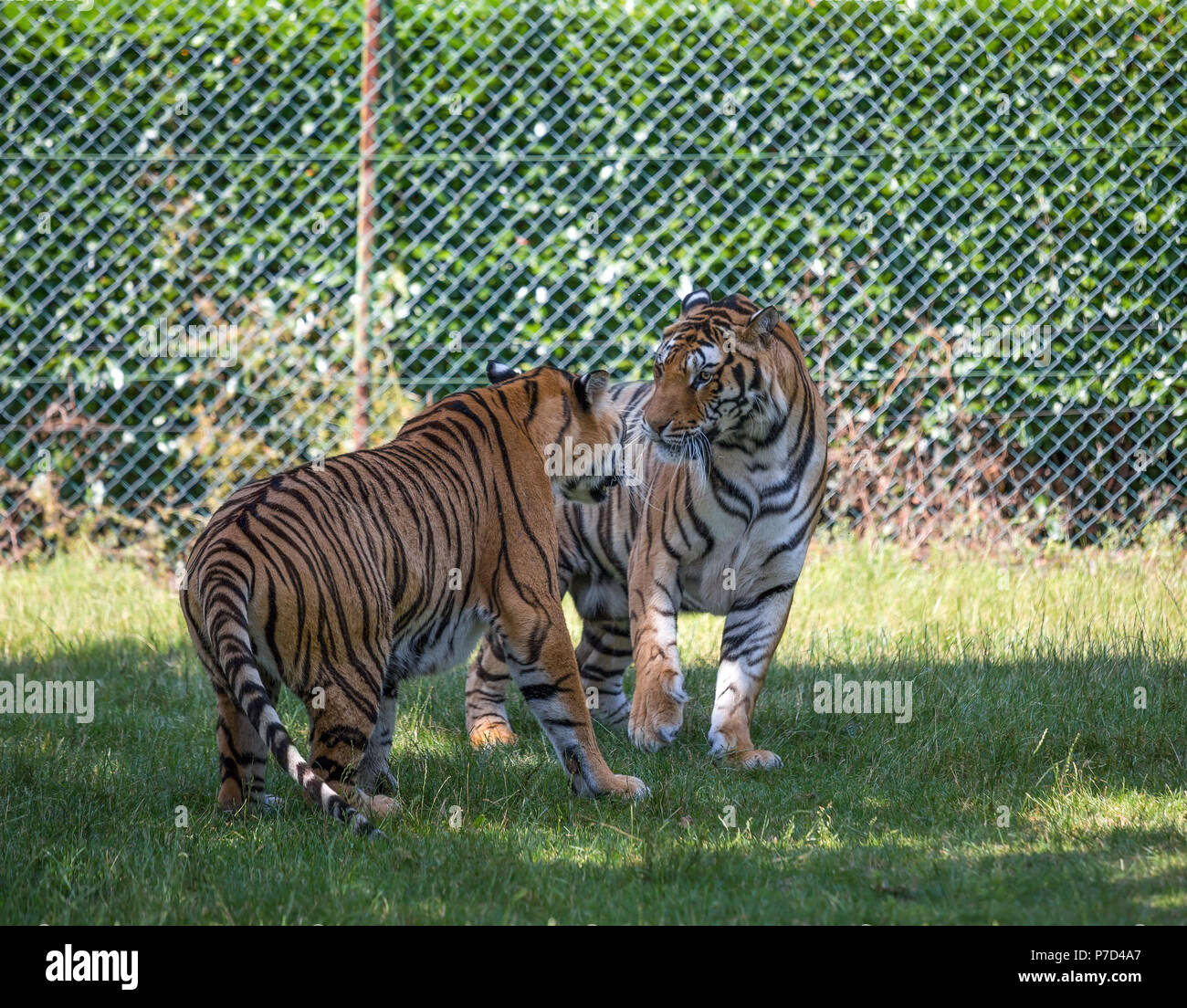 Couple de tigres ressemblent à des combats dans une zone ouverte. Banque D'Images