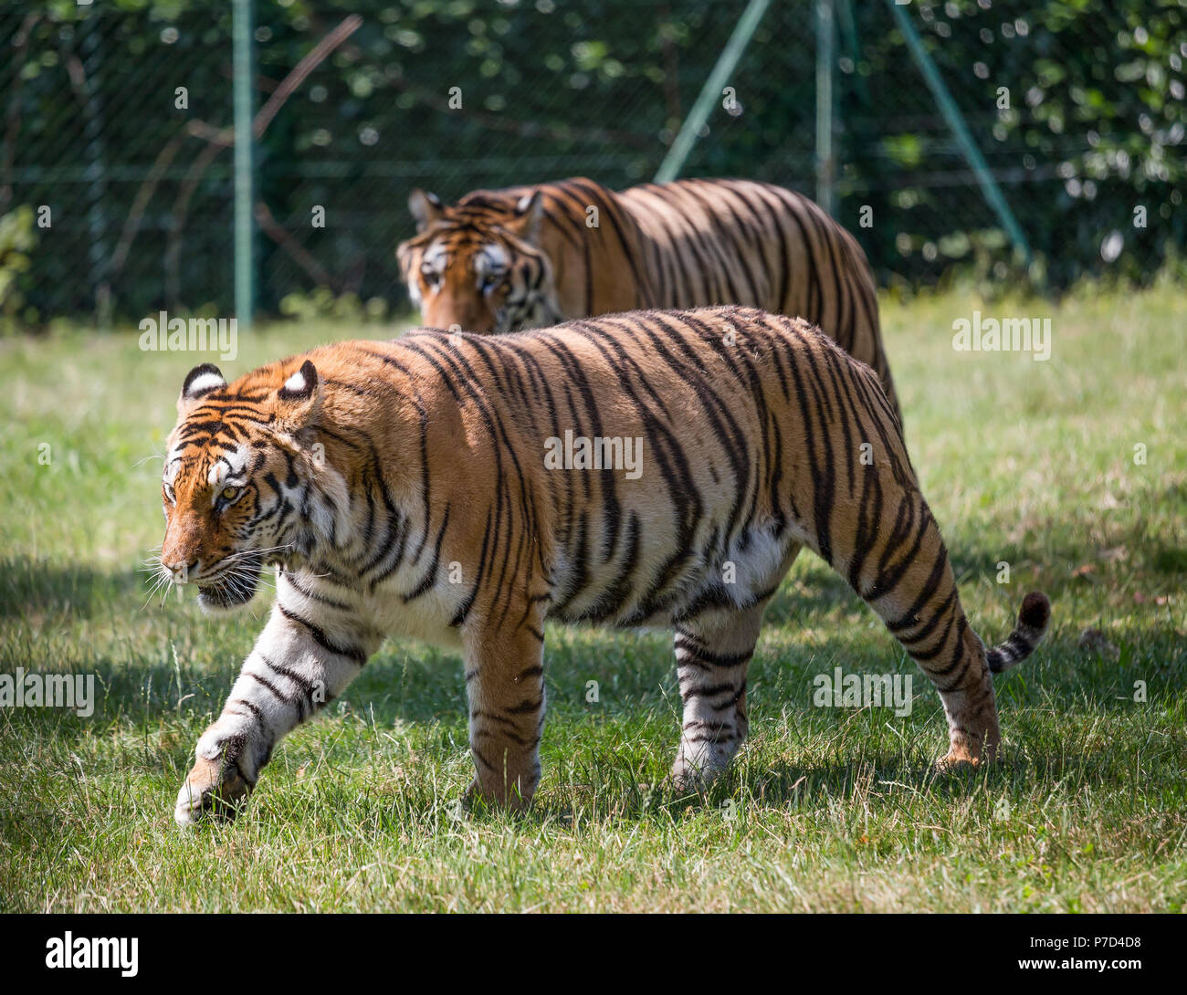 Un couple de tigres de marcher sur l'herbe. Un flou sur l'arrière-plan. Banque D'Images
