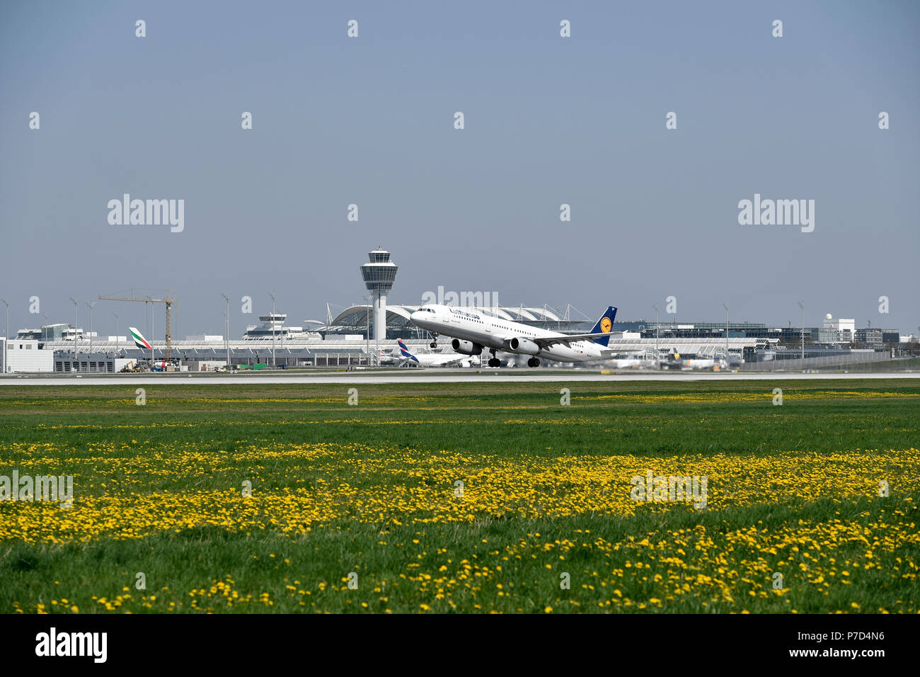 Lufthansa, Airbus, l'A321-200, démarrer, prairie en fleurs, au sud de la piste, Tour, Terminal 1, Aéroport de Munich, Haute-Bavière, Bavière Banque D'Images