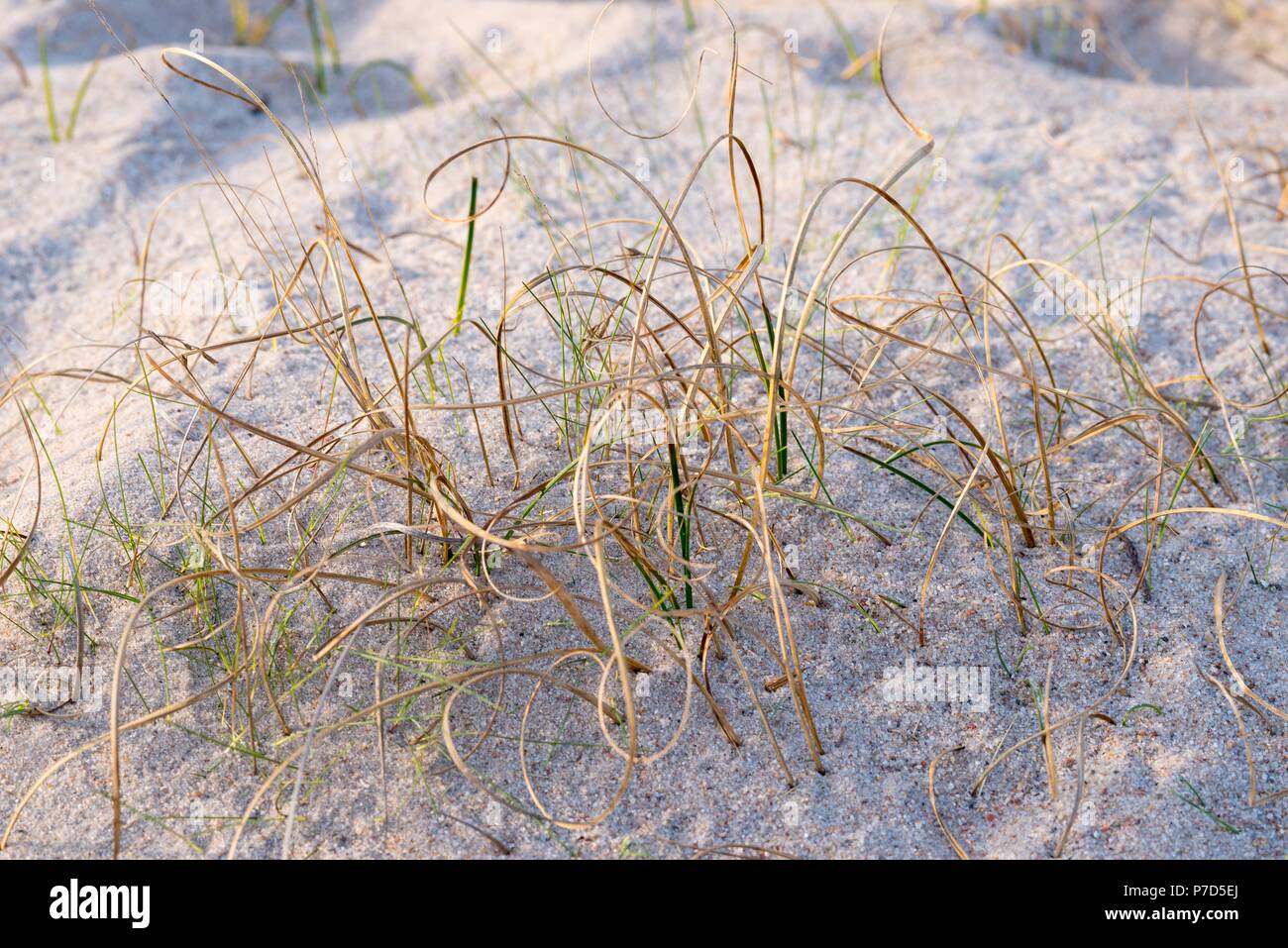 Sand (Carex arenaria), Dünenheide réserve naturelle, l'île de Hiddensee, Mecklembourg-Poméranie-Occidentale, Allemagne Banque D'Images