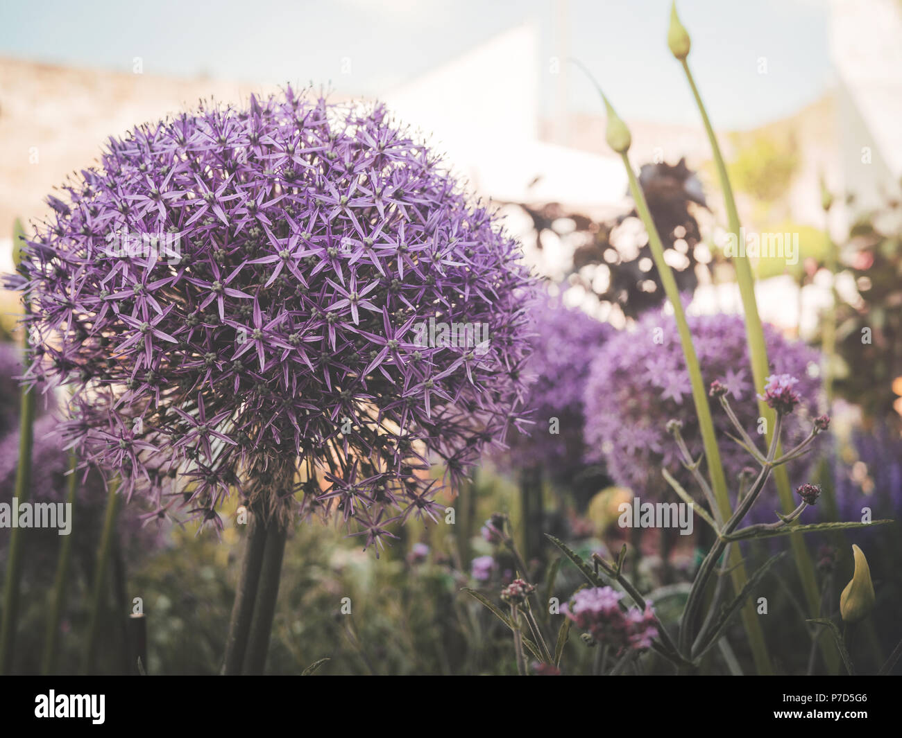 L'ail violet fleur décorative, ball Banque D'Images