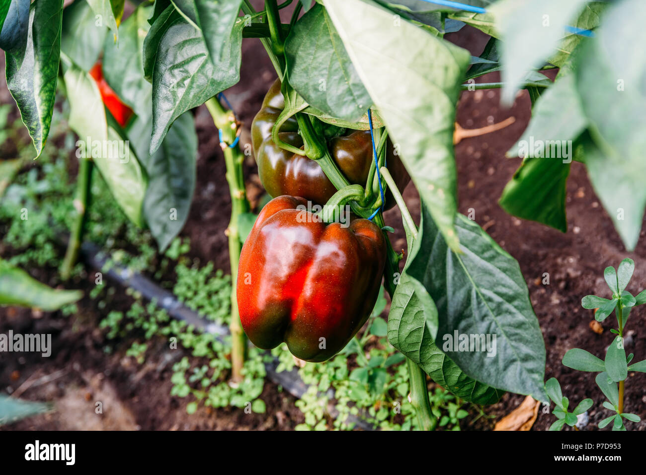 Les poivrons de serre de plus en plus vif Banque D'Images