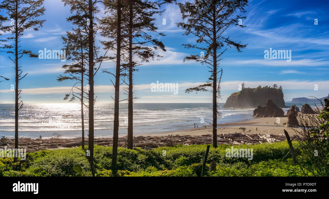 Ruby Beach paysage avec quelques conifères qui se profile à l'avant-plan lors d'une journée ensoleillée, Olympic National Park, Washington State, USA. Banque D'Images