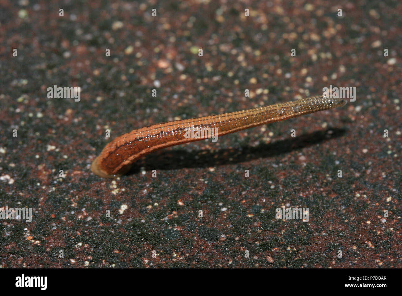 Blood sucker leech déplaçant lentement sur le sol en ciment de la forêt tropicale , Asie du sud-est. Banque D'Images
