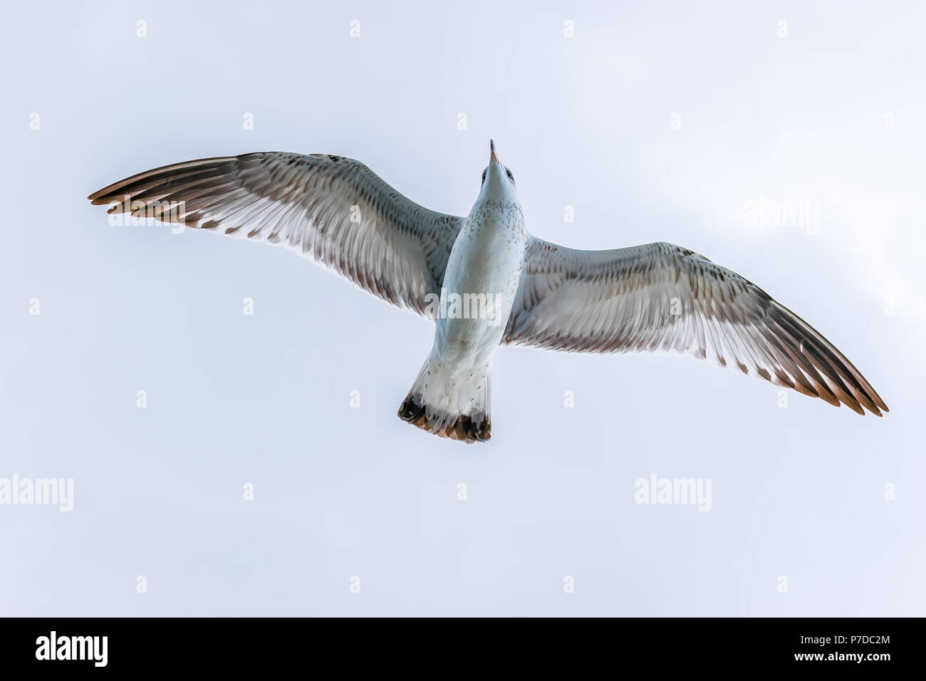 Puffin cendré oiseau glisser à travers le ciel ouvert sur la côte est de l'Amérique du Nord. Banque D'Images