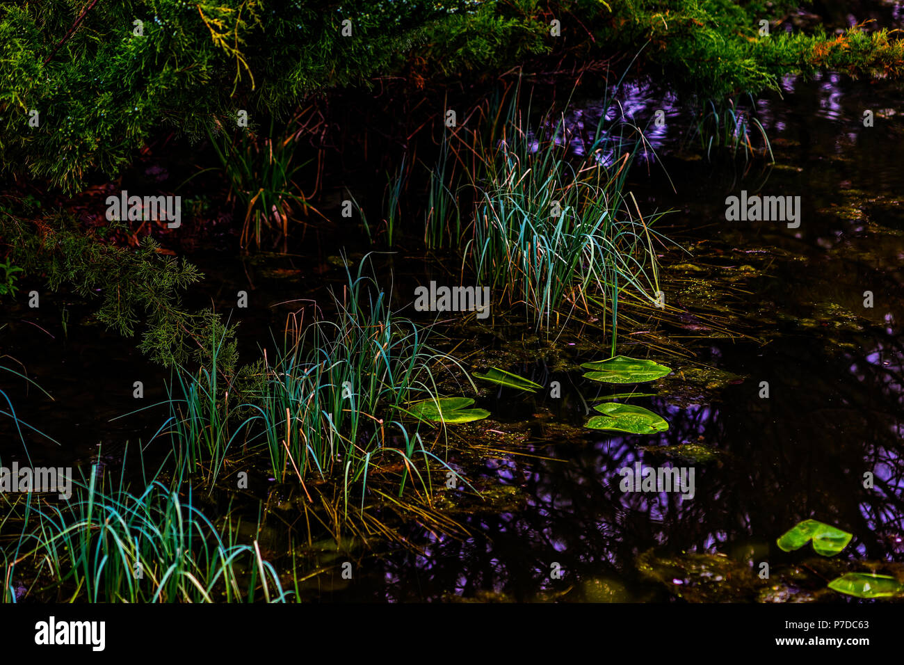 Feuilles vert émeraude Frais d'un nénuphar dans l'eau d'un ancien étang remplie de plantes sur un jour de pluie. Sakura Rose petal dans l'eau. Photo clé faible. Banque D'Images