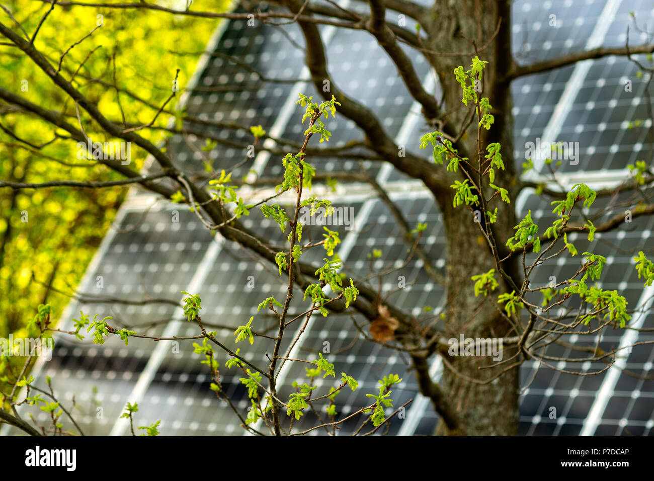 De nouvelles feuilles vertes d'un jeune arbre de chêne dans le contexte de l'arbre du corps et un grand panneau solaire. Printemps dans le parc. Banque D'Images