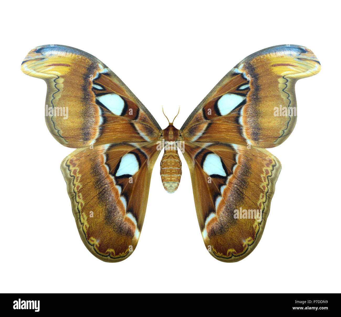 Le plus grand papillon de nuit en Thaïlande. Atlas Attacus Atlas moth ou est une grande espèce d'oiseaux de papillons trouvés dans les régions tropicales et subtropicales fores Banque D'Images