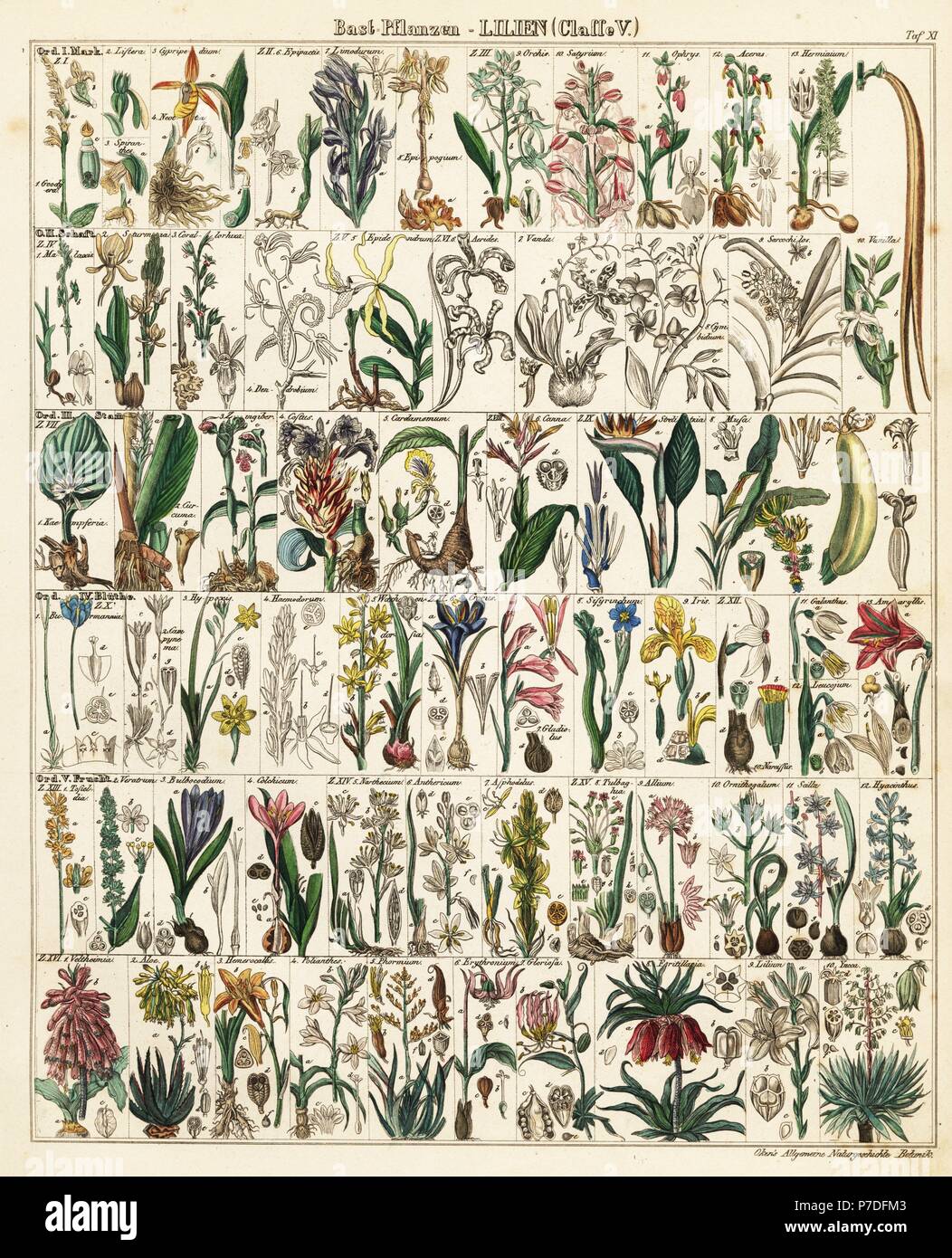 Lily et d'espèces d'orchidées y compris orchis, cypripedium, epidendrum, dendrobium, Canna, crocus, strelizia, banane, iris, fritillary, aloe, gingembre, etc. lithographie de Lorenz Oken universel de l'histoire naturelle, l'Allgemeine Naturgeschichte fur alle Stande, Stuttgart, 1841. Banque D'Images