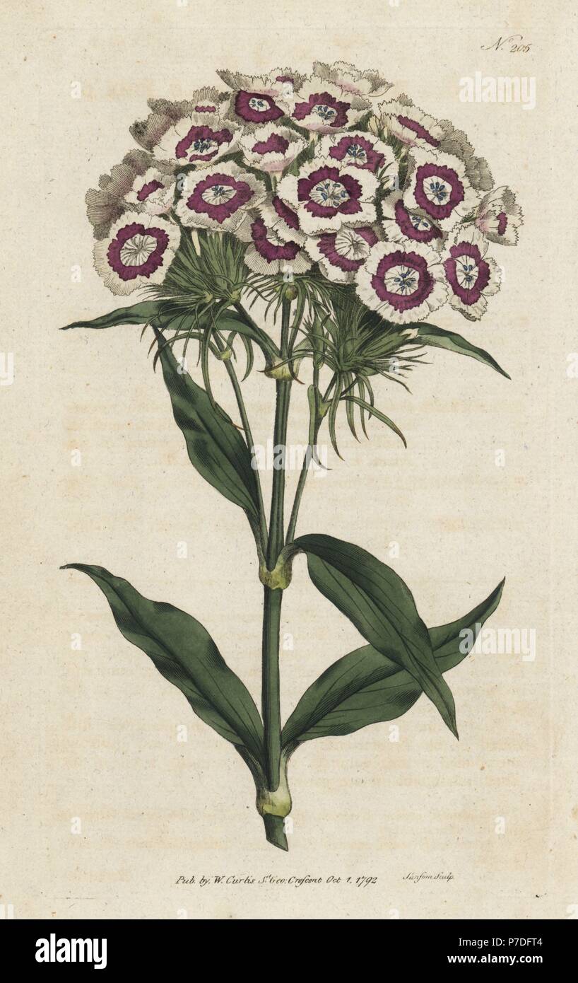 Rose barbu ou sweet william, Dianthus barbatus. La gravure sur cuivre coloriée par Sansom de William Curtis' Botanical Magazine, Londres, 1793. Banque D'Images