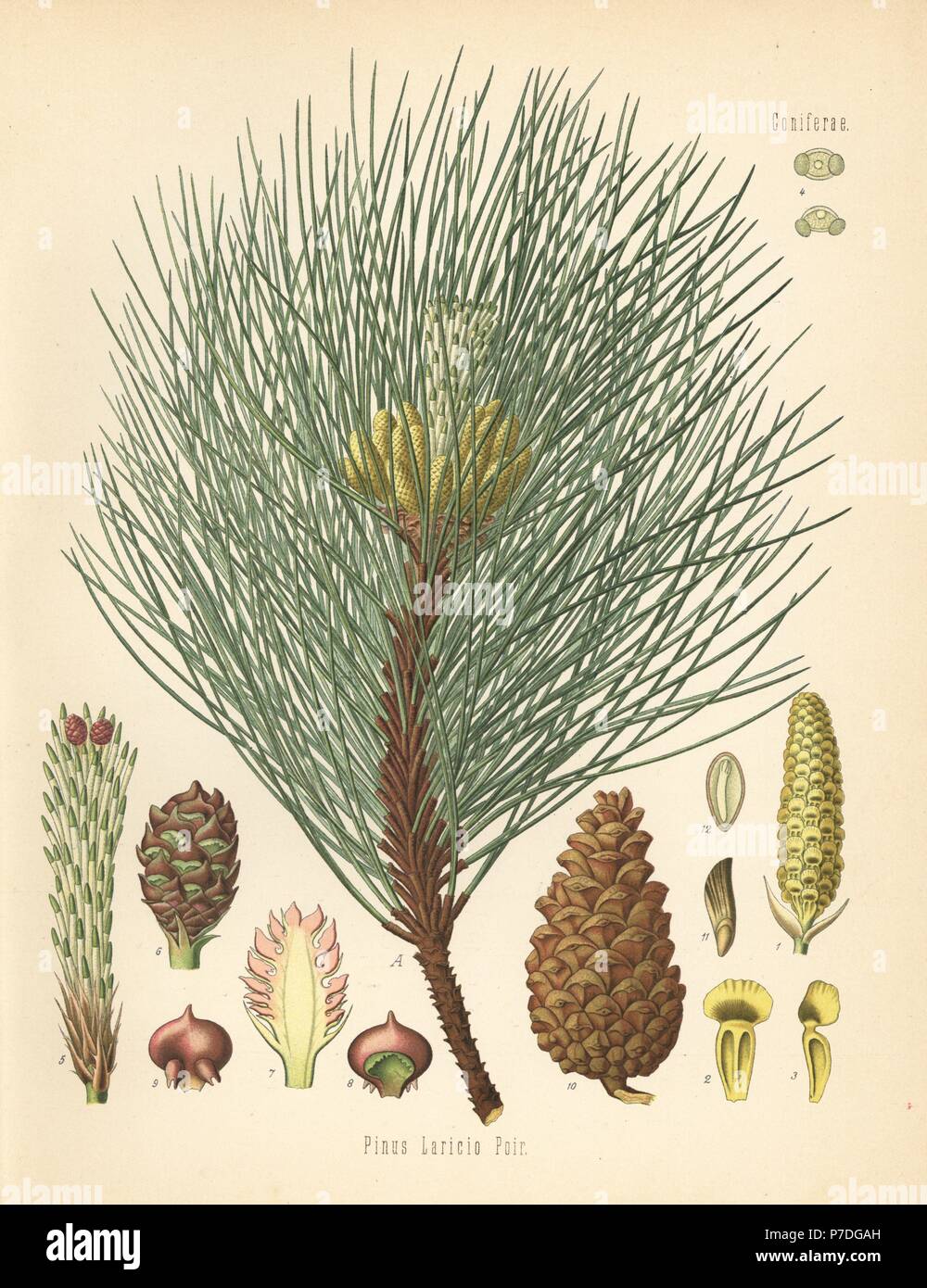 Pin noir d'Autriche ou noir pine, Pinus nigra subsp. laricio (Pinus laricio). Chromolithographie après une illustration botanique de Hermann Adolph Koehler's Plantes médicinales, sous la direction de Gustav Pabst, Koehler, Allemagne, 1887. Banque D'Images