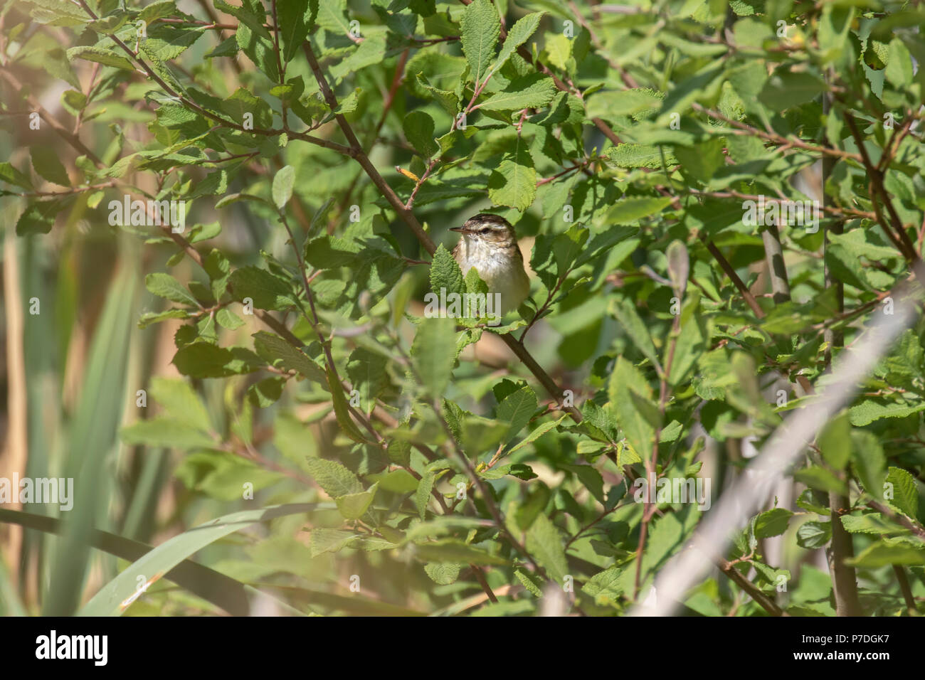 Phragmite des joncs Acrocephalus schoenobaenus,, dans un buisson, sur un après-midi ensoleillé en Ecosse en juillet. Banque D'Images