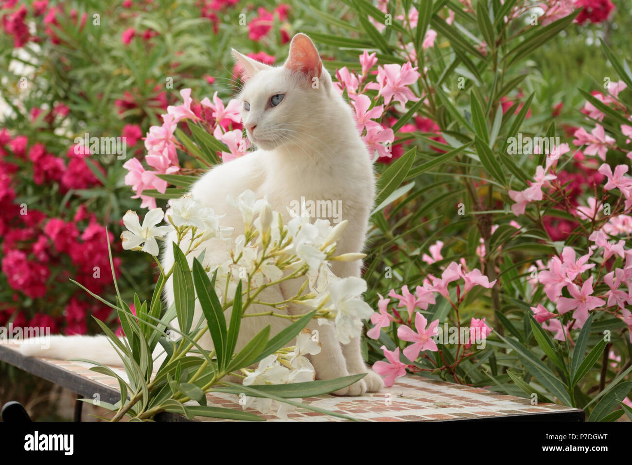 Chat blanc, assis entre les buissons de lauriers roses Banque D'Images