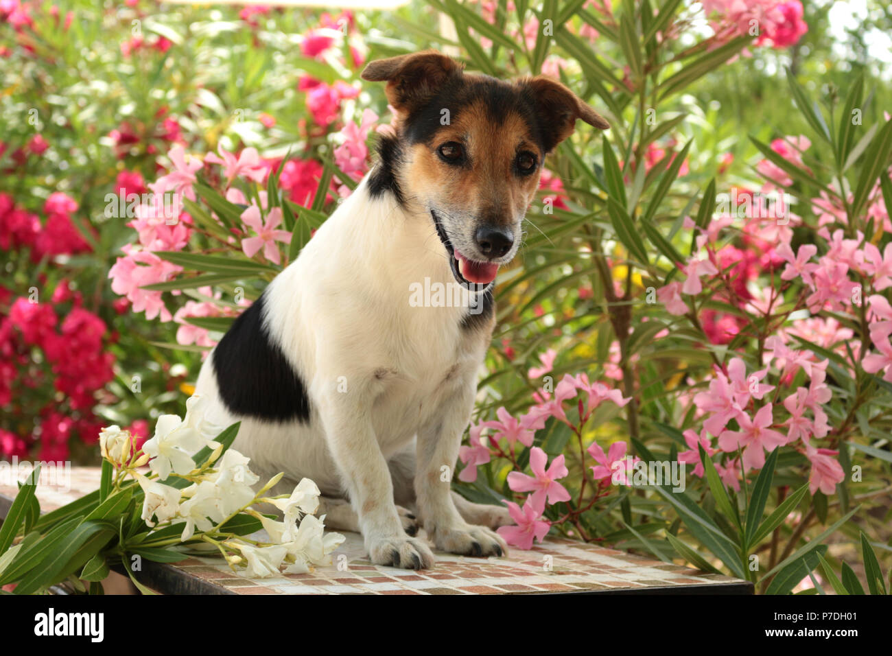 Jack Russell, tricolore, assis entre les fleurs Banque D'Images