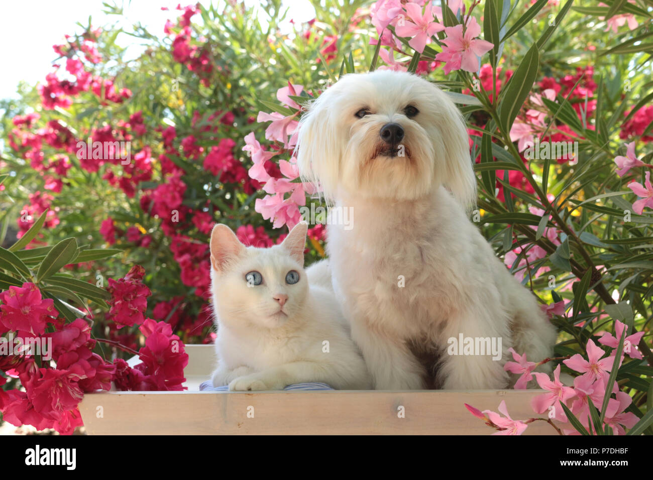 Un chien maltais blanc et un chat blanc couché dans le jardin entre les buissons de lauriers roses Banque D'Images