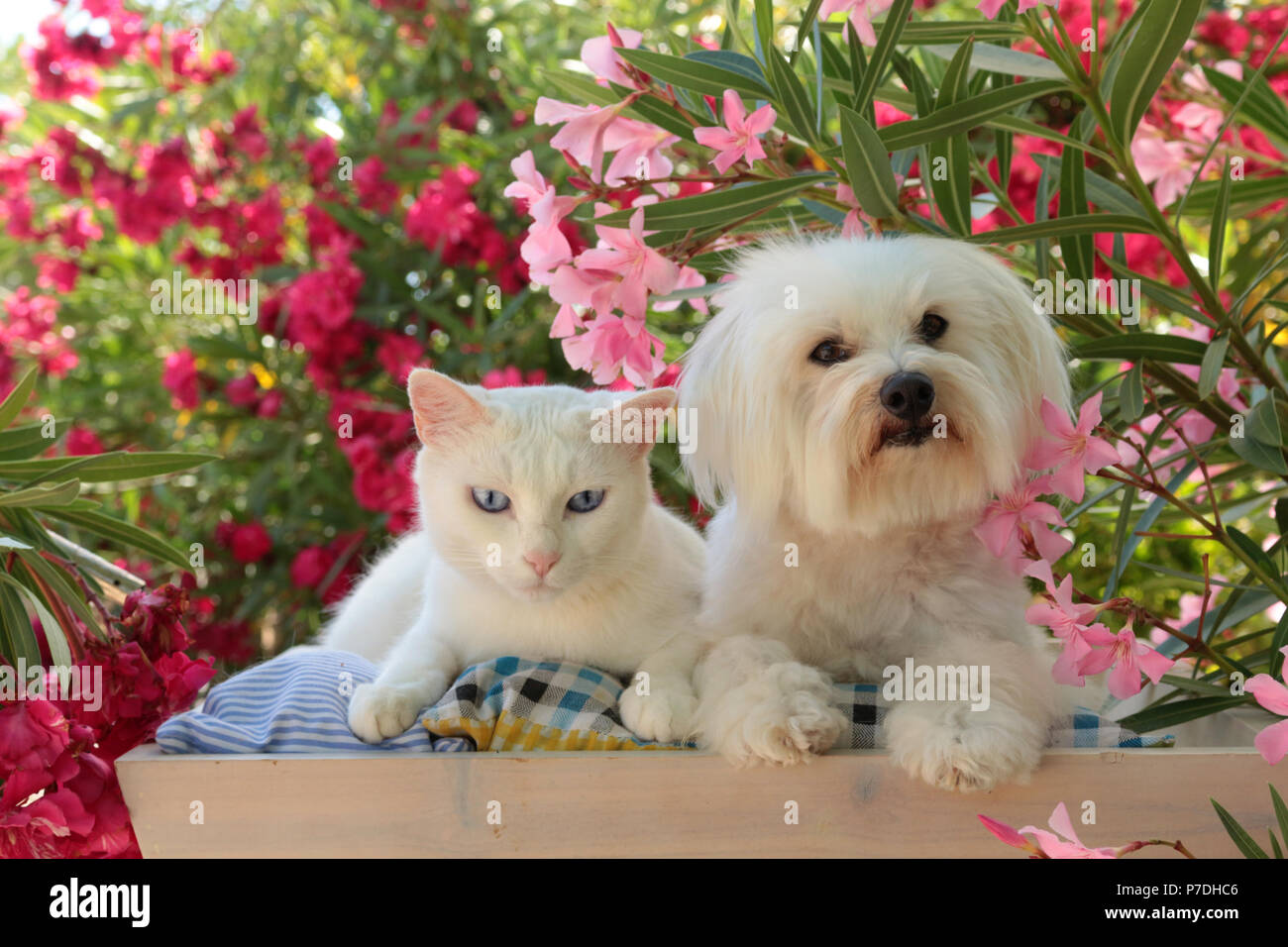 Un chien maltais blanc et un chat blanc couché dans le jardin entre les buissons de lauriers roses Banque D'Images