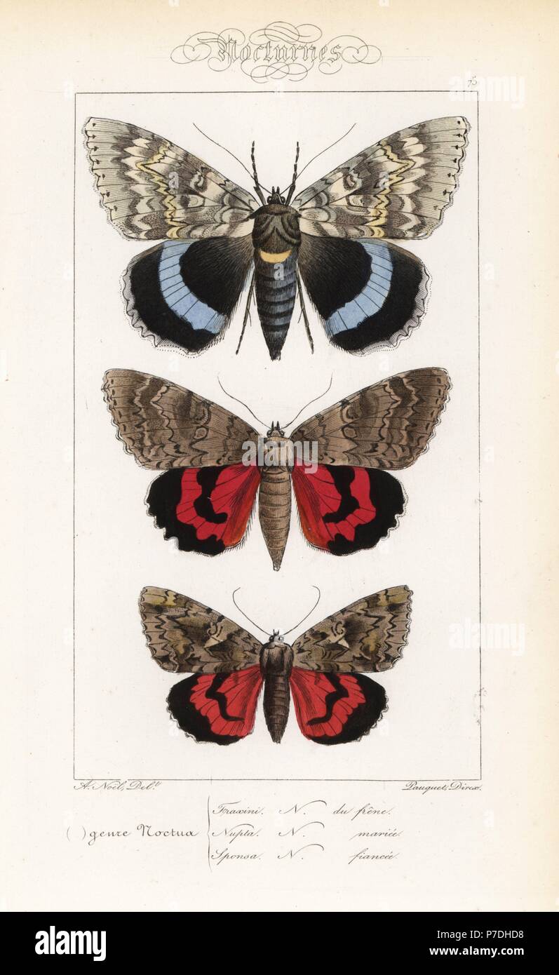 Catocala fraxini bleu, ailes, ailes rouges, Catocala nupta, et dark crimson, Catocala sponsa dessous. Coloriée à la gravure sur acier par les frères Pauquet après une illustration par Alexis Nicolas Noel d'Hippolyte Lucas, l'histoire naturelle des papillons d'Europe, l'Histoire Naturelle des Lepidopteres d'Europe, 1864. Banque D'Images