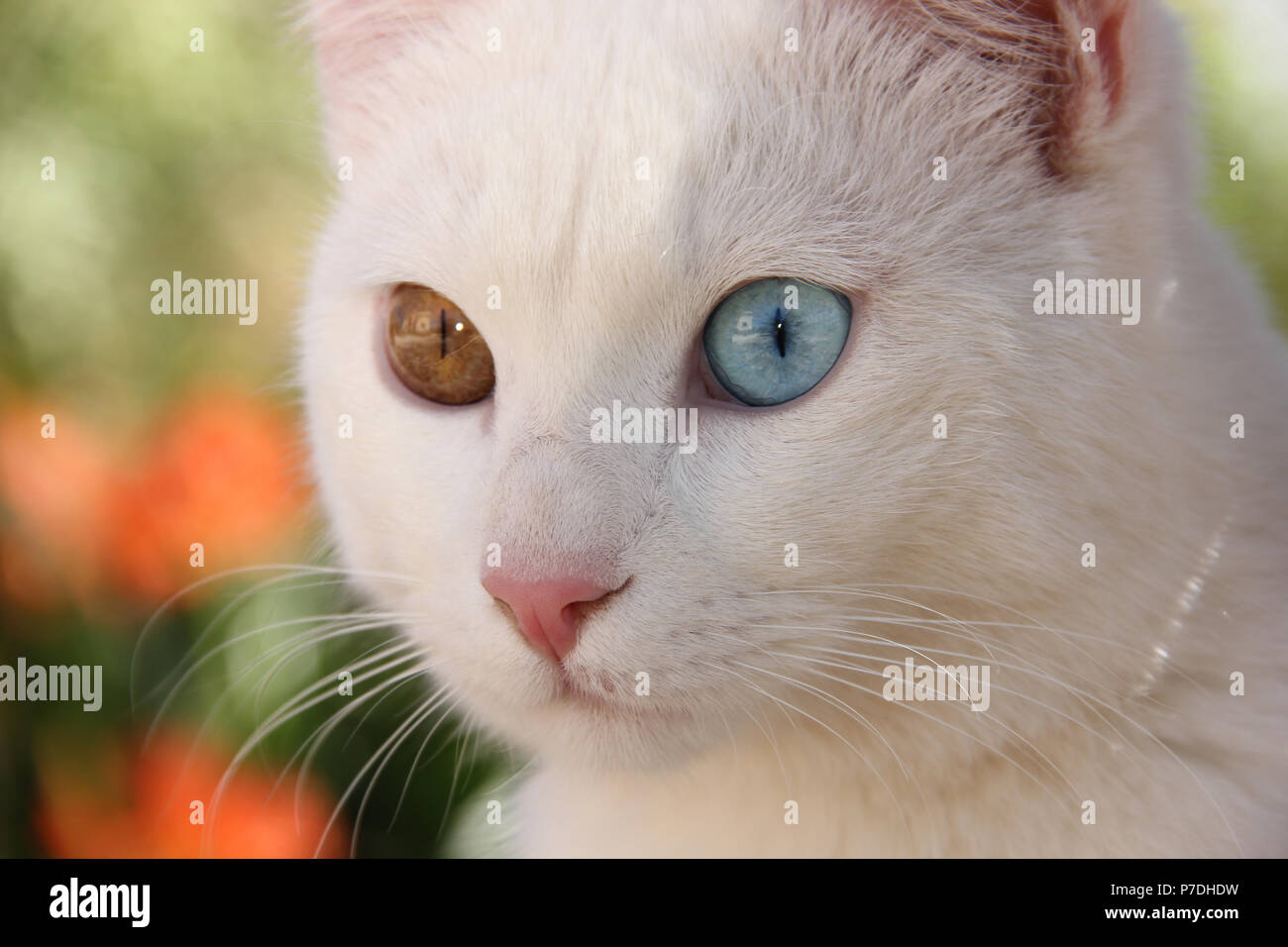 Portrait d'un chat blanc aux yeux impairs Banque D'Images