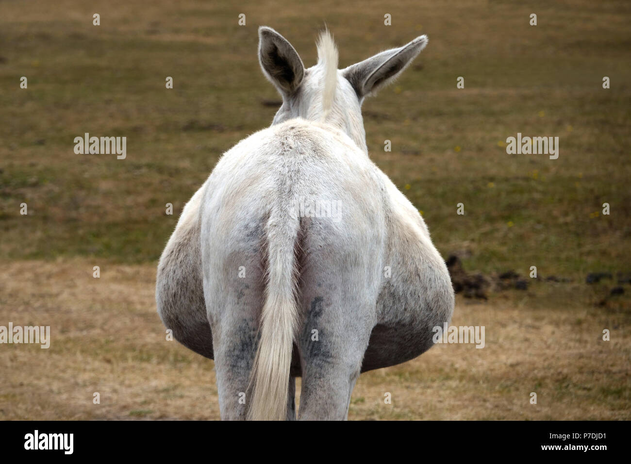4 juillet, 2018 Godshill, Hampshire, Royaume-Uni. Nouvelle Forêt âne ressemble un peu d'obésité alors qu'elle se promène à travers la route et arrête la circulation près de chez leur faveur Banque D'Images