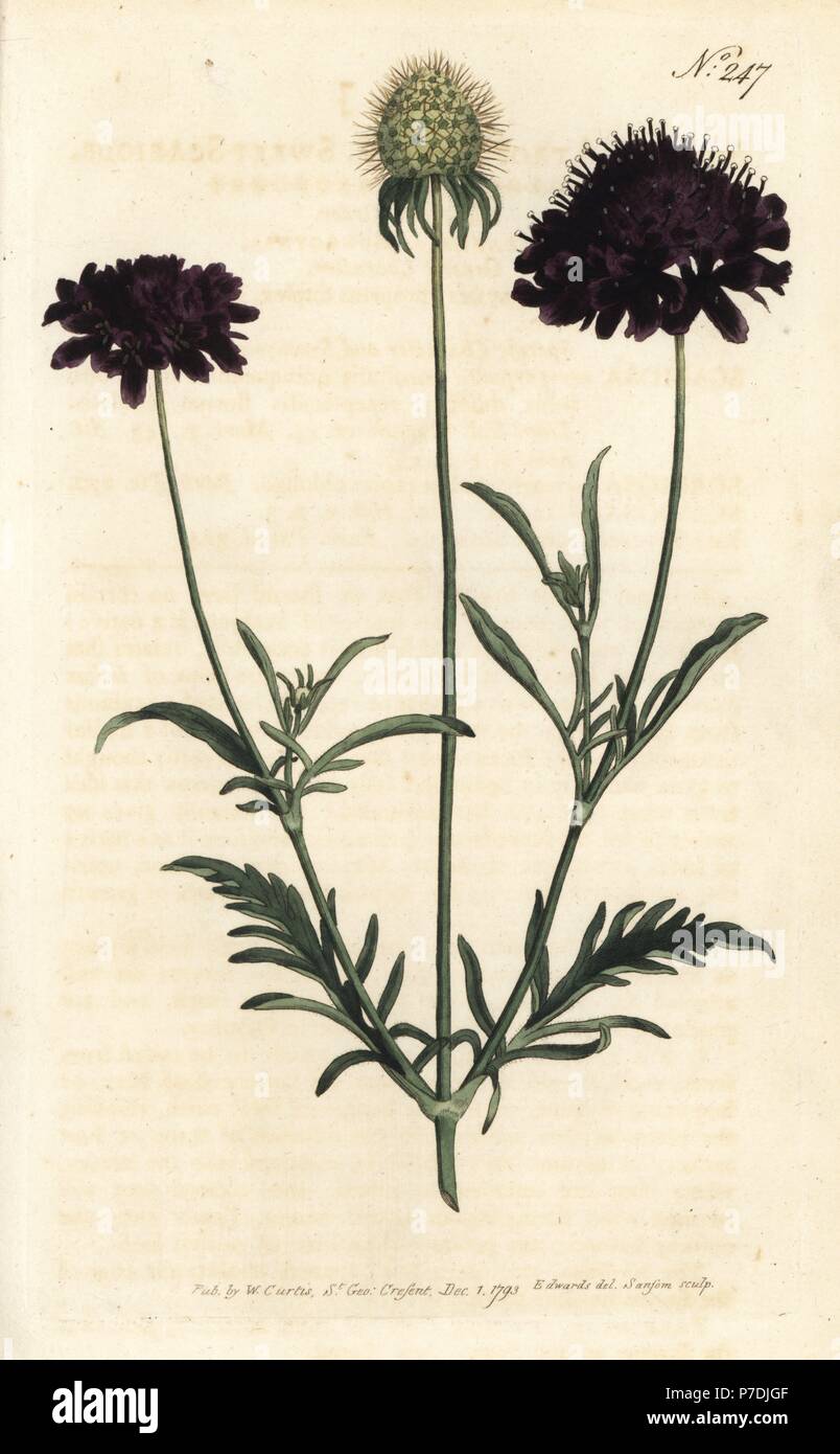 Scabious Scabiosa atropurpurea, doux. La gravure sur cuivre coloriée par Sansom après une illustration par Sydenham Edwards rom William Curtis' Botanical Magazine, Londres, 1793. Banque D'Images