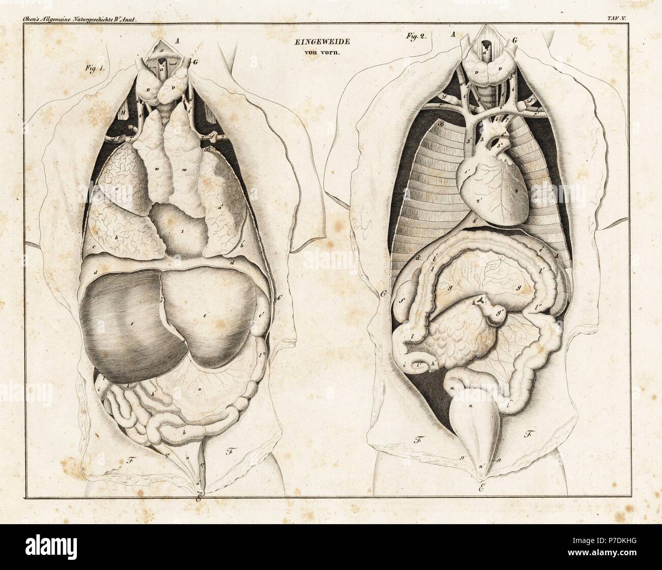 Anatomie de l'intestin à partir de l'avant. Lithographie de Lorenz Oken universel de l'histoire naturelle, l'Allgemeine Naturgeschichte fur alle Stande, Stuttgart, 1839. Banque D'Images