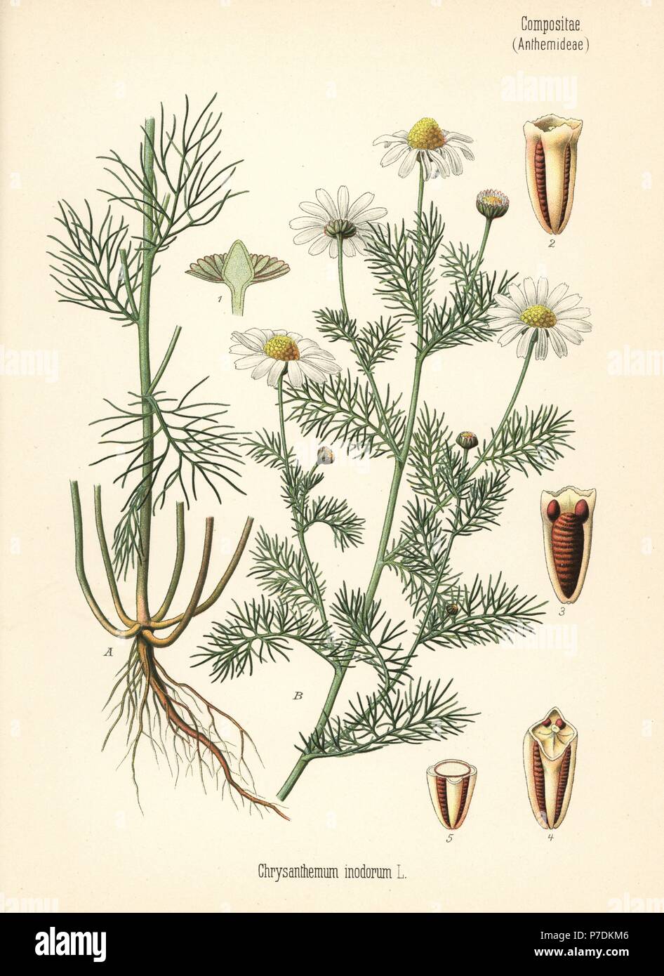 La matricaire inodore, Tripleurospermum inodorum (Chrysanthemum ...