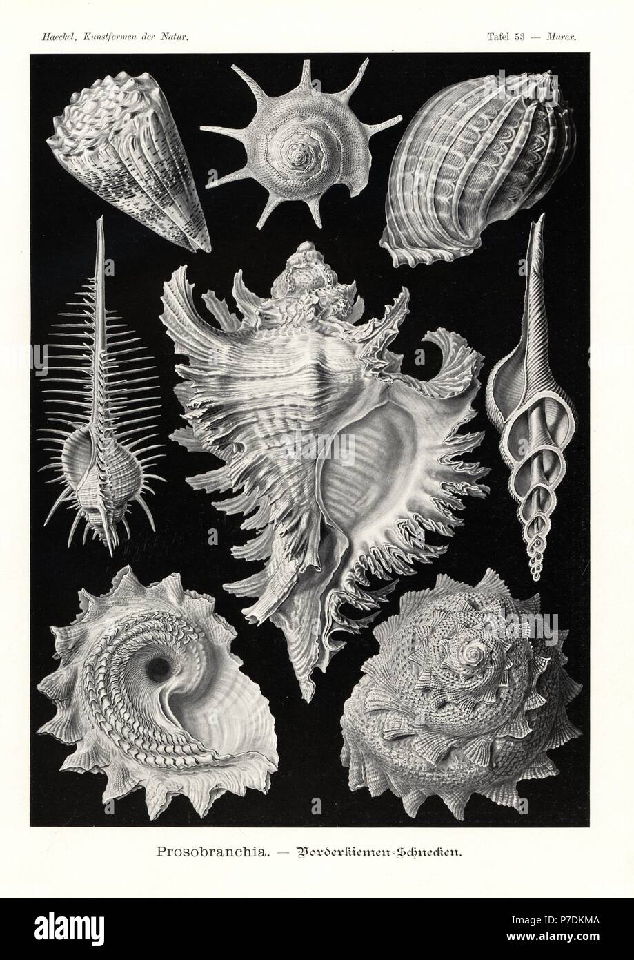 Coquilles d'escargots de mer : Prosobranchia star triomphante turban, Guildfordia triumphans 1, Imperial, cône Conus imperialis 2 Madras, harpe, Harpa davidis, Vénus 3 peigne, Murex pecten pecten 4, ramifiés, murex Chicoreus ramosus 5 quenouille, broche, Fusinus colus 6, et star sunburst turban, Astraea heliotropium 7,8. Chromolithographie par Adolf Glitsch à partir d'une illustration par Ernst Haeckel à partir de formes d'art dans la nature, Kunstformen der Natur, Leipzig, Allemagne, 1904. Banque D'Images