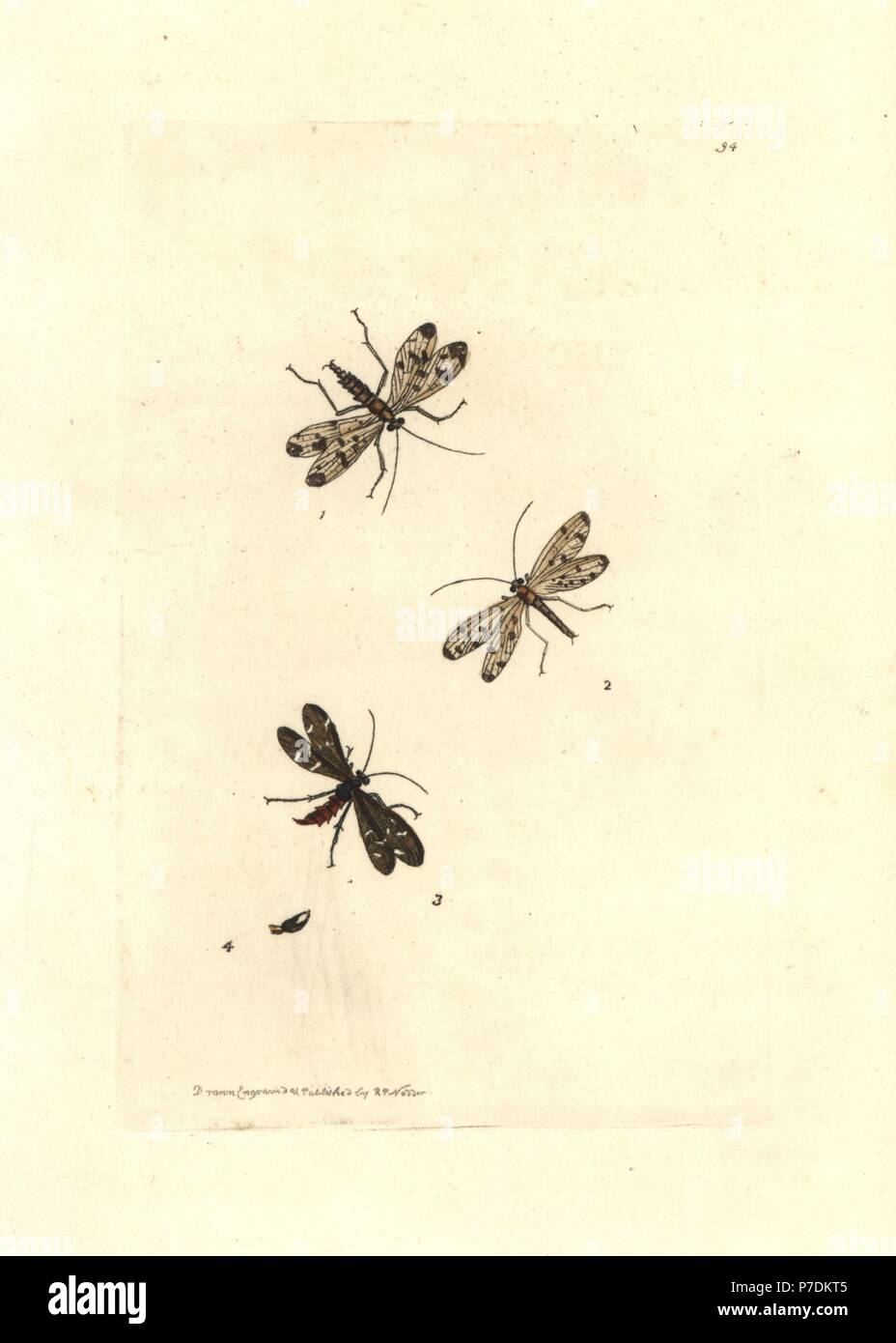 Panorpa scorpionfly commun ou conjoint, Panorpa communis. La gravure sur cuivre coloriée dessiné et gravé par Richard Nodder Sciences de William Elford Leach's Zoological Miscellany, McMillan, Londres, 1815. Banque D'Images