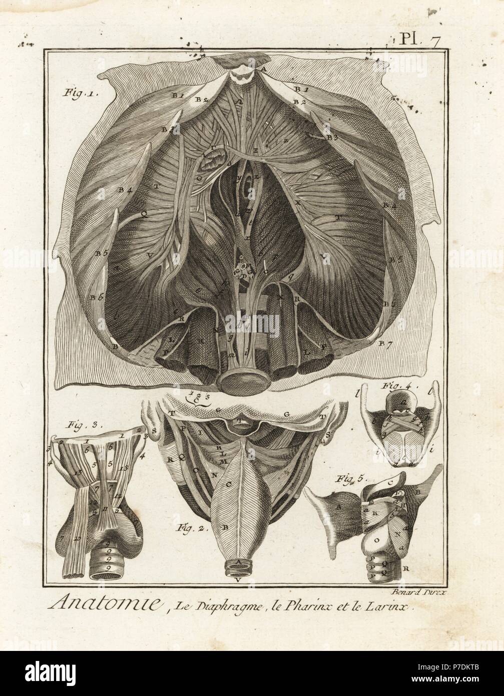 La dissection de la membrane de la cavité thoracique, et les détails du pharynx et du larynx. La gravure sur cuivre par Robert Benard après une illustration par Albrecht von Haller de Denis Diderot's Encyclopedia, Pellet, Genève, 1779. Banque D'Images