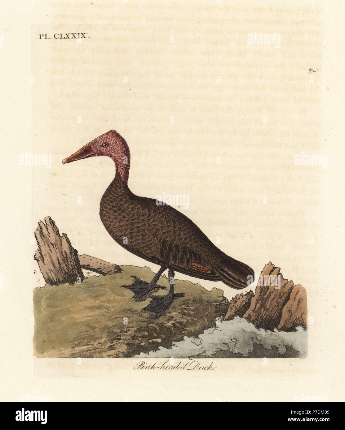 À tête blanche, rose Rhodonessa caryophyllacea caryophyllacea (Anas). Disparu depuis les années 1950. Dessiné et gravé sur cuivre coloriée par John Latham à partir de sa propre une Histoire générale des oiseaux, Winchester, en 1824. Banque D'Images