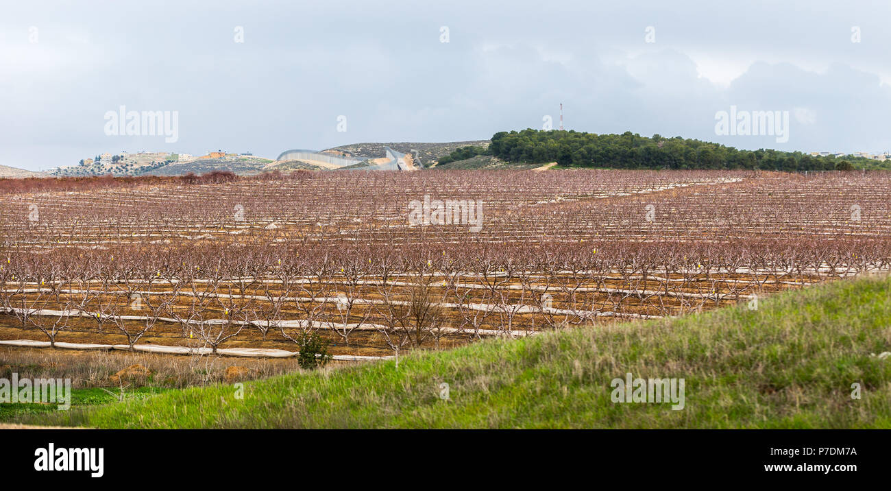 Paysage agricole, jardin avec arbres fruitiers Banque D'Images