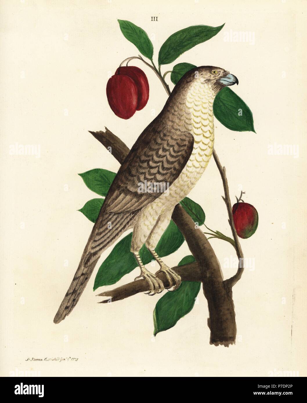 Brown-Hawk Owl Ninox scutulata (Falco, badius), sur un manguier, Mangifera indica, au Sri Lanka. À partir d'une aquarelle de Pieter de Bevere fourni par gouverneur Joan Gidéon Loten. La gravure sur cuivre coloriée par Peter Brown, de ses nouvelles Illustrations de zoologie, B. White, Londres, 1776. Banque D'Images