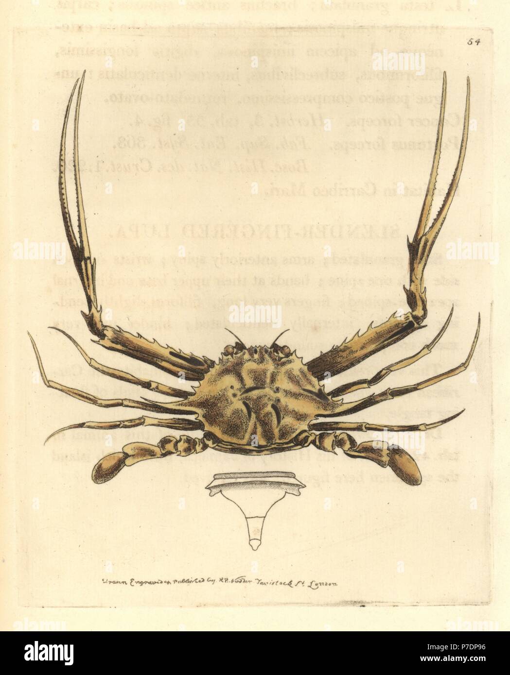 1850 - Crabes araignées et crustacés - Gravure ancienne en couleurs