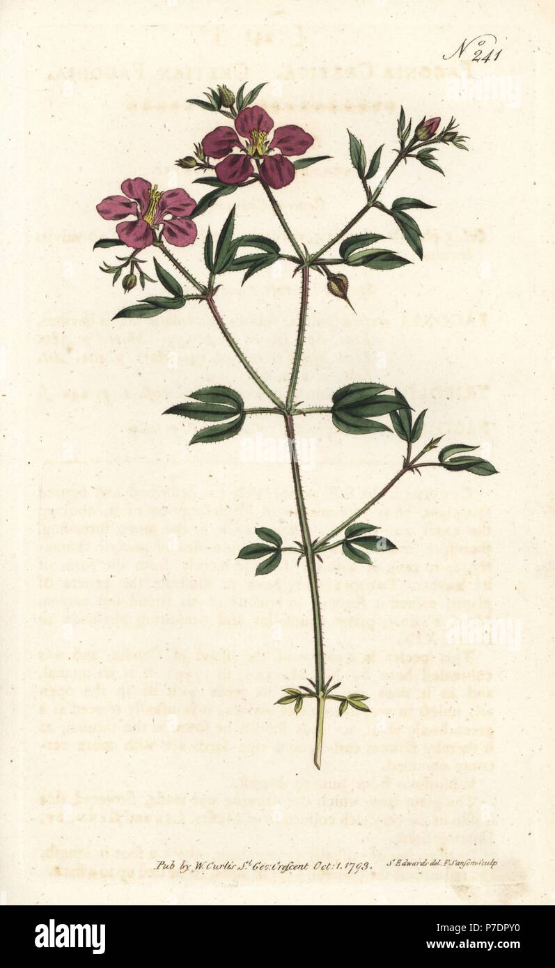 Fagonia Cretian, Fagonia cretica. La gravure sur cuivre coloriée par Sansom après une illustration par Sydenham Edwards rom William Curtis' Botanical Magazine, Londres, 1793. Banque D'Images