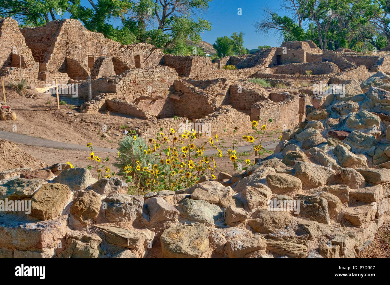 Le tournesol au reste des structures construites par les Indiens Anasazis à Aztec Ruins National Monument, New Mexico, USA Banque D'Images