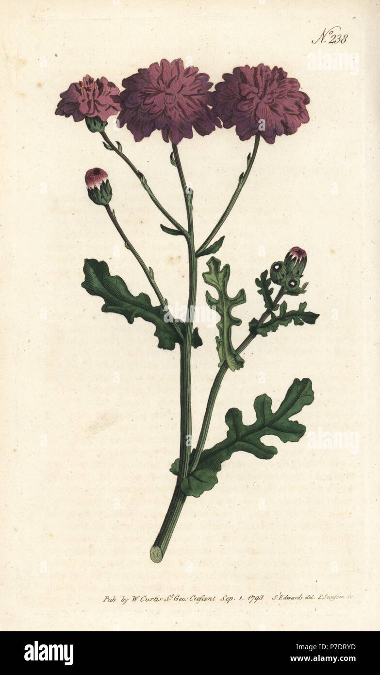 Le séneçon jacobée, pourpre ou Senecio elegans. La gravure sur cuivre coloriée par Sansom après une illustration par Sydenham Edwards rom William Curtis' Botanical Magazine, Londres, 1793. Banque D'Images