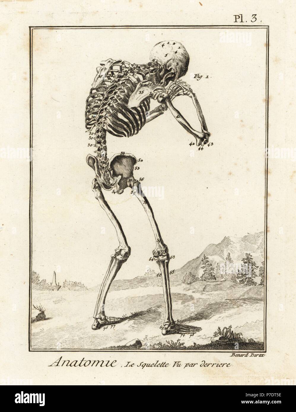 Squelette humain vu de l'arrière, dans une pose douloureuse. La gravure sur cuivre par Robert Benard après une illustration par Andreas Vesalius de Denis Diderot's Encyclopedia, Pellet, Genève, 1779. Banque D'Images