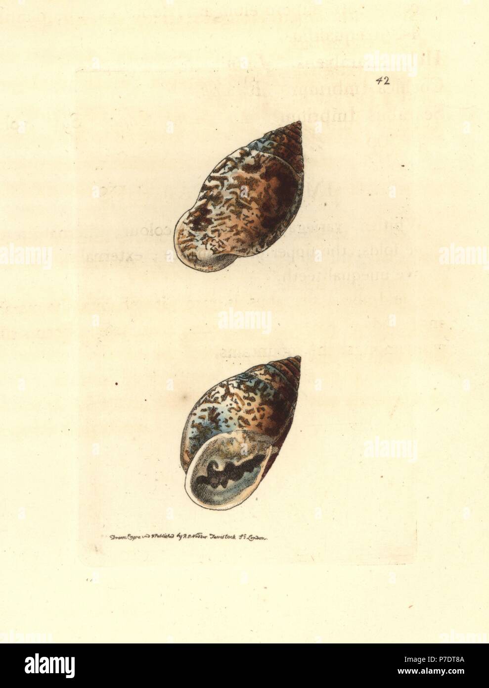 Pythia scarabaeus snail (Imbrial, scarabus Scarabus imbrium). La gravure sur cuivre coloriée dessiné et gravé par Richard Nodder Sciences de William Elford Leach's Zoological Miscellany, McMillan, Londres, 1814. Banque D'Images