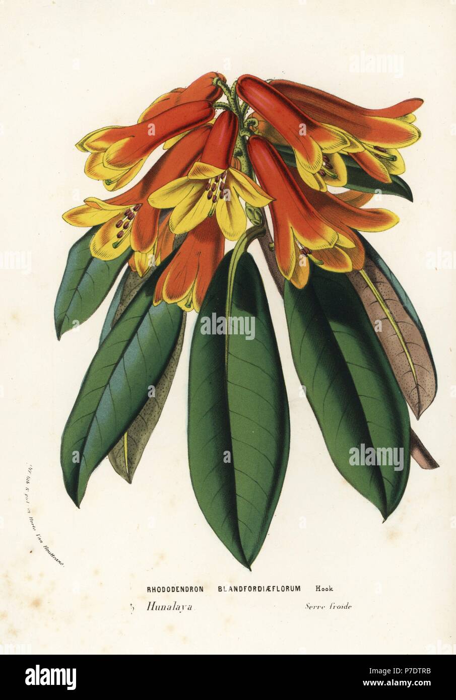Rhododendron (Rhododendron cinnabarinum blandfordiiflorum). Lithographie coloriée de Louis van Houtte et Charles Lemaire Fleurs des Jardins et serres de l'Europe, Flore des serres et des Jardins de l'Europe, Gand, Belgique, 1856. Banque D'Images