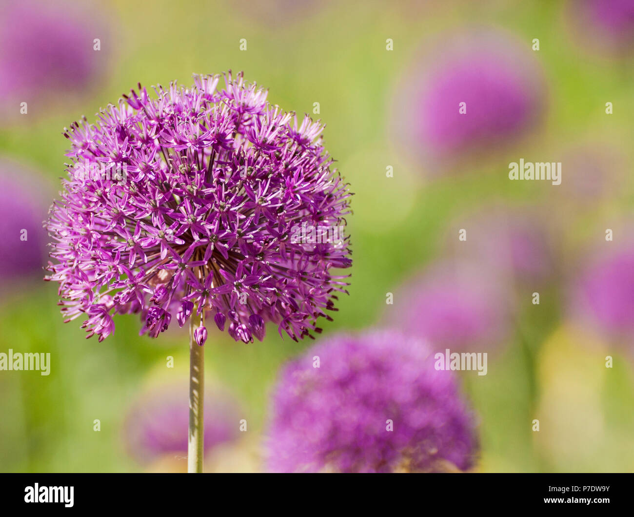 Photographie originale par SHERRY FAIN DE SUJET FLORAL Banque D'Images