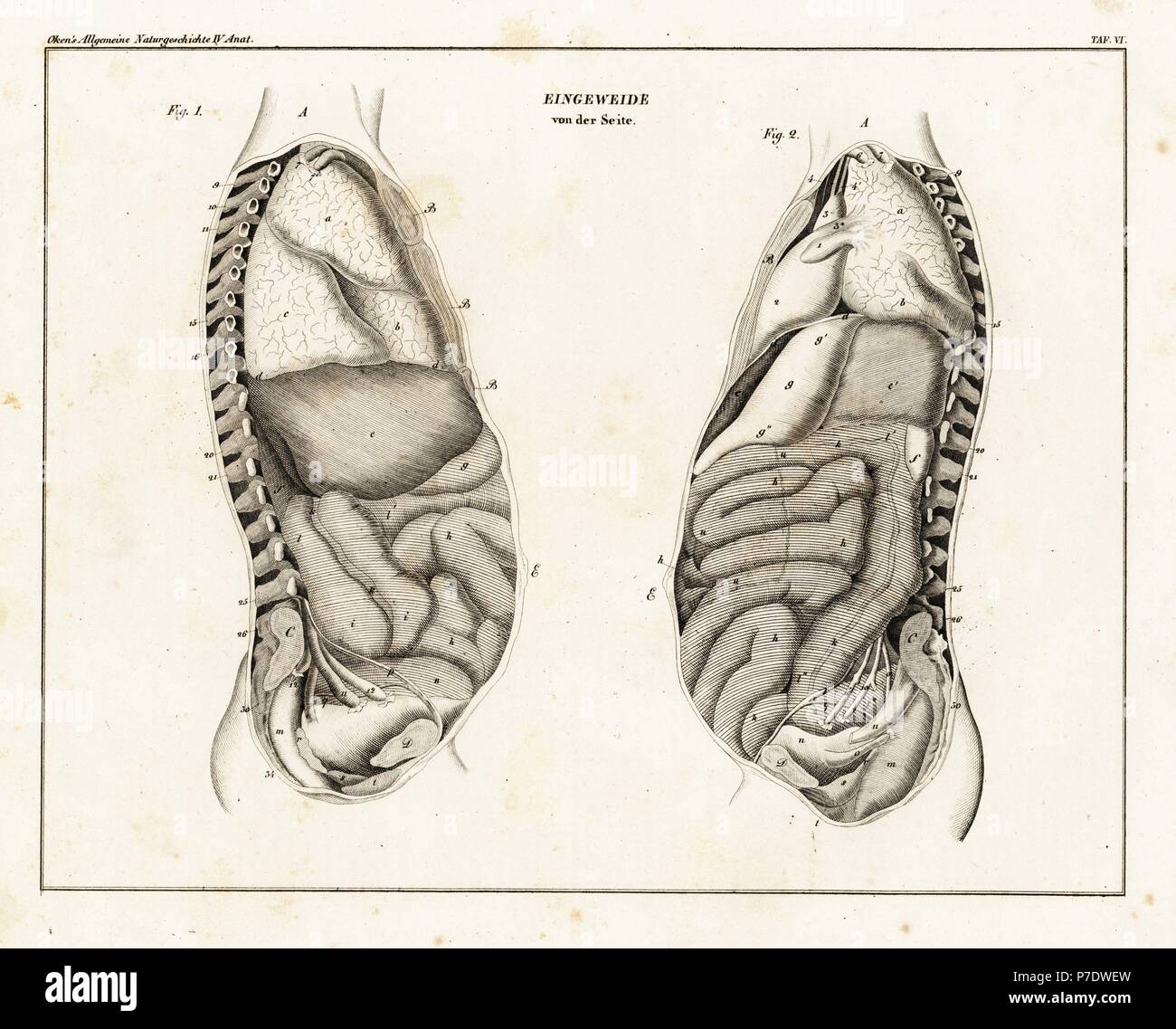 Anatomie de l'intestin par le côté. Lithographie de Lorenz Oken universel de l'histoire naturelle, l'Allgemeine Naturgeschichte fur alle Stande, Stuttgart, 1839. Banque D'Images