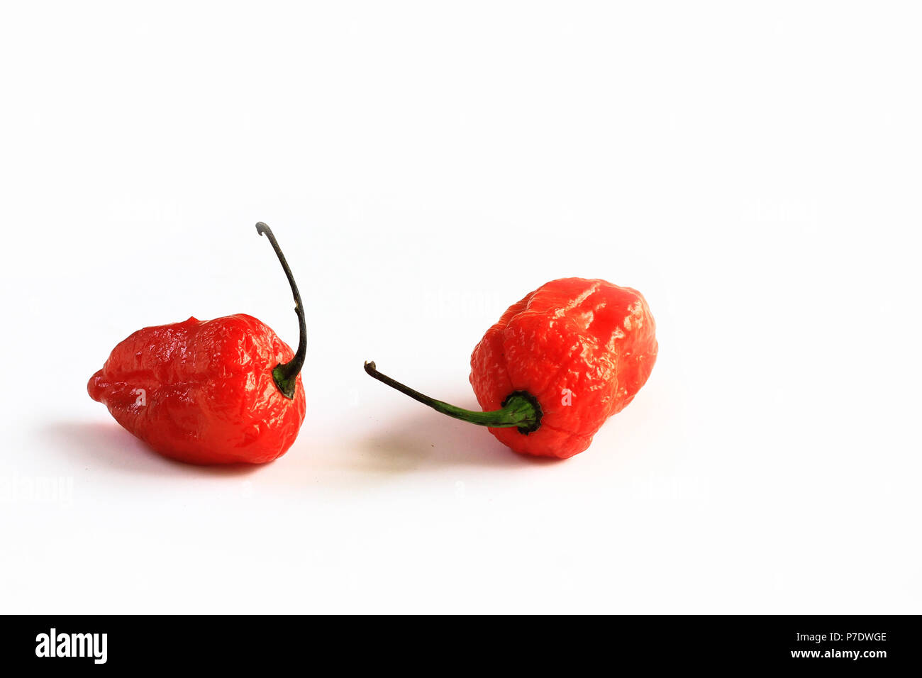 Deux rouges poivrons épicés Jolokia Bhoot ghost isolé en fond blanc avec de l'espace pour le texte Banque D'Images