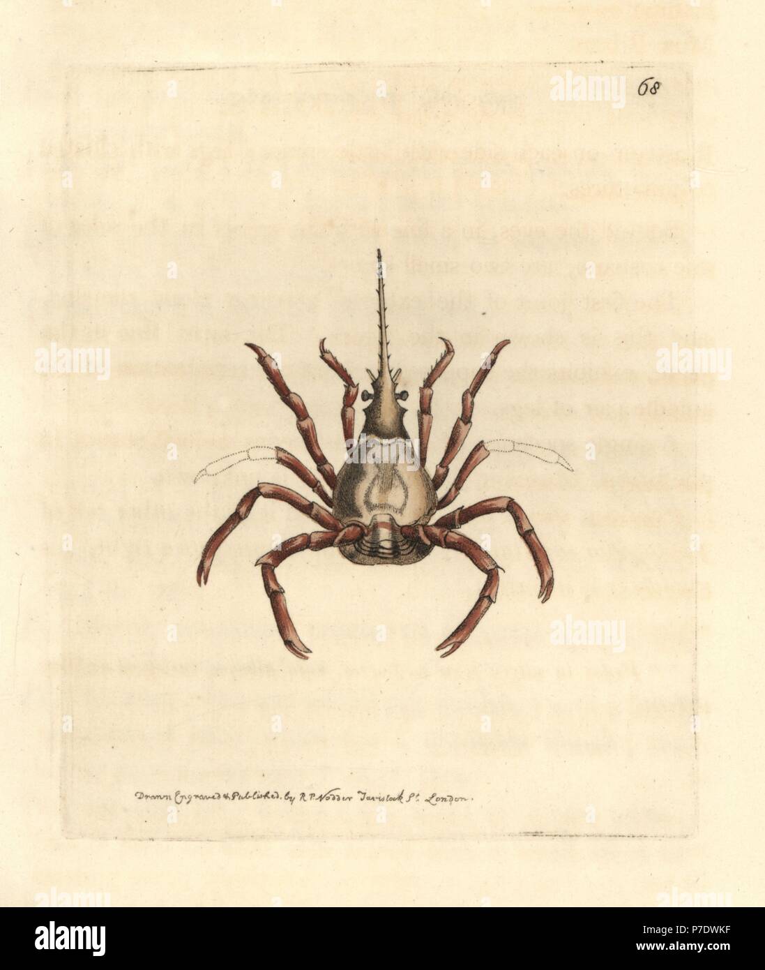 1861 Crabe des cocotiers, Crustacés Arthropode Birgue, Gravure Ancienne peinte main Orbigny Histoire Naturelle ZOOLOGIE MARINE 19ème siècle - France
